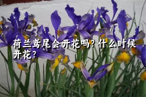 荷兰鸢尾会开花吗？什么时候开花？