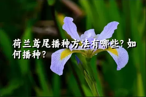 荷兰鸢尾播种方法有哪些？如何播种？