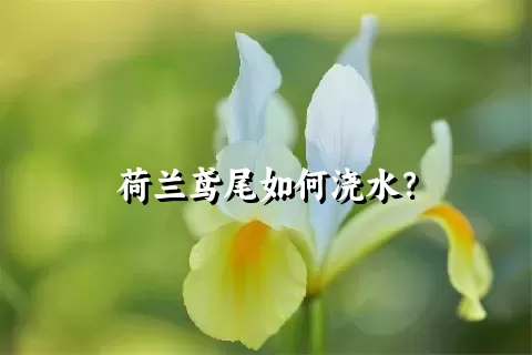 荷兰鸢尾如何浇水？