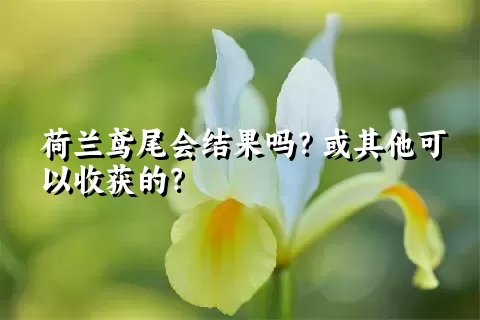 荷兰鸢尾会结果吗？或其他可以收获的？