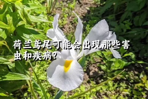 荷兰鸢尾可能会出现那些害虫和疾病？