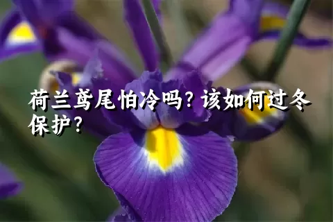 荷兰鸢尾怕冷吗？该如何过冬保护？