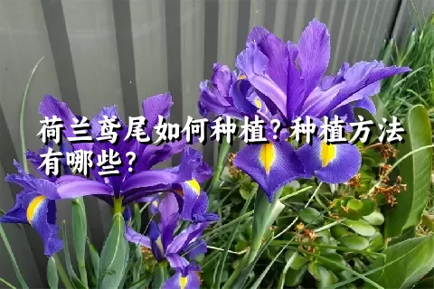 荷兰鸢尾如何种植？种植方法有哪些？