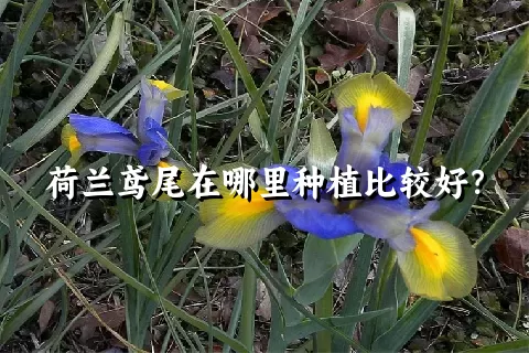 荷兰鸢尾在哪里种植比较好？