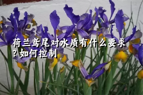 荷兰鸢尾对水质有什么要求？如何控制