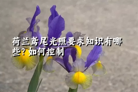 荷兰鸢尾光照要求知识有哪些？如何控制