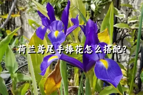 荷兰鸢尾手捧花怎么搭配？