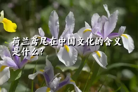 荷兰鸢尾在中国文化的含义是什么？