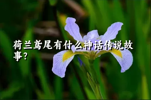 荷兰鸢尾有什么神话传说故事？