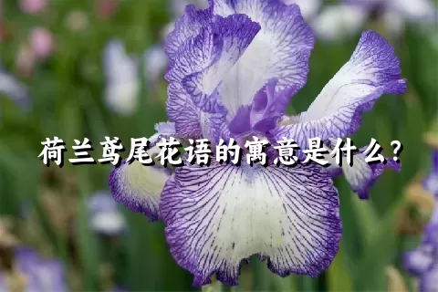 荷兰鸢尾花语的寓意是什么？