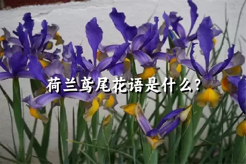 荷兰鸢尾花语是什么？