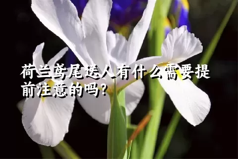 荷兰鸢尾送人有什么需要提前注意的吗？