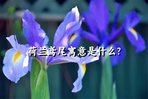 荷兰鸢尾寓意是什么？