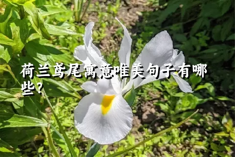 荷兰鸢尾寓意唯美句子有哪些？