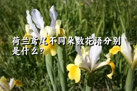 荷兰鸢尾不同朵数花语分别是什么？