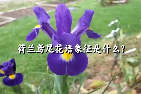 荷兰鸢尾花语象征是什么？