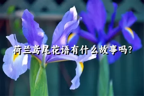 荷兰鸢尾花语有什么故事吗？