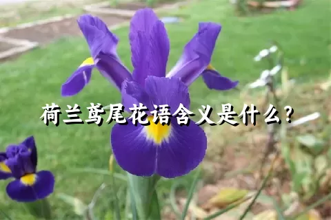 荷兰鸢尾花语含义是什么？