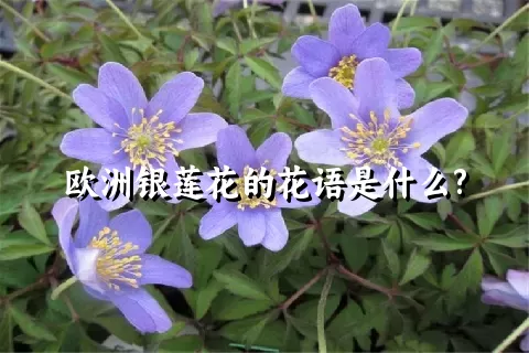 欧洲银莲花的花语是什么?