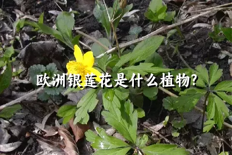 欧洲银莲花是什么植物?