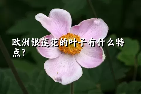 欧洲银莲花的叶子有什么特点?