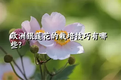 欧洲银莲花的栽培技巧有哪些?