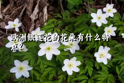 欧洲银莲花的花朵有什么特点?