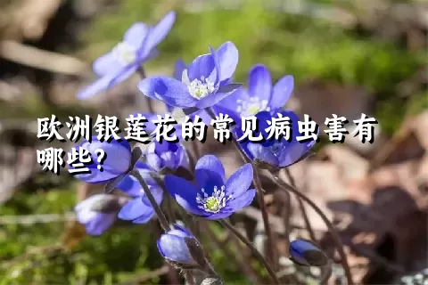 欧洲银莲花的常见病虫害有哪些?