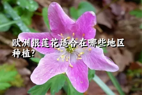 欧洲银莲花适合在哪些地区种植?