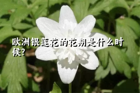 欧洲银莲花的花期是什么时候?