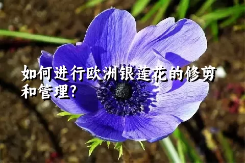 如何进行欧洲银莲花的修剪和管理?