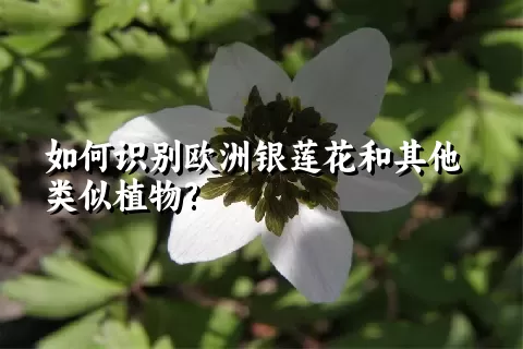 如何识别欧洲银莲花和其他类似植物?