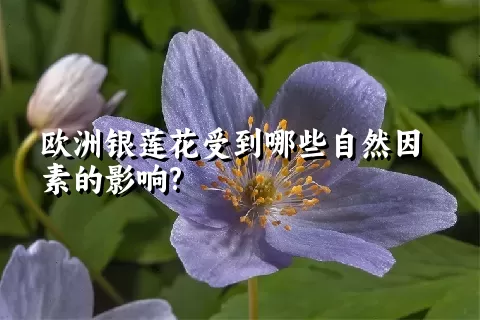 欧洲银莲花受到哪些自然因素的影响?