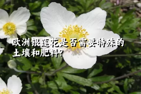 欧洲银莲花是否需要特殊的土壤和肥料?