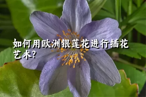 如何用欧洲银莲花进行插花艺术?