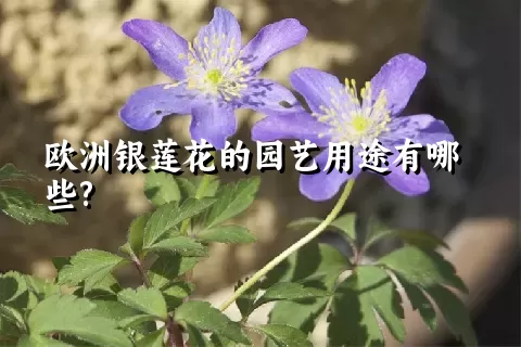 欧洲银莲花的园艺用途有哪些?