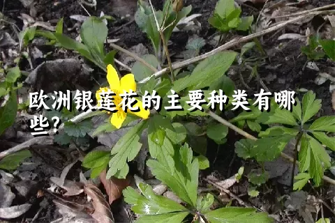 欧洲银莲花的主要种类有哪些?