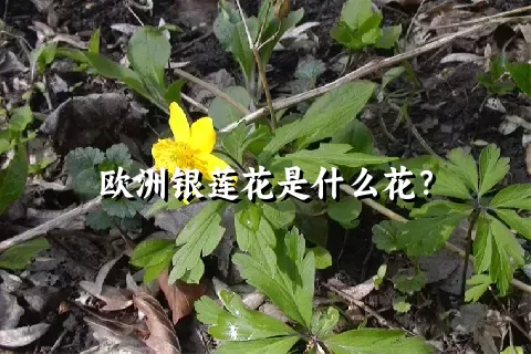 欧洲银莲花是什么花？