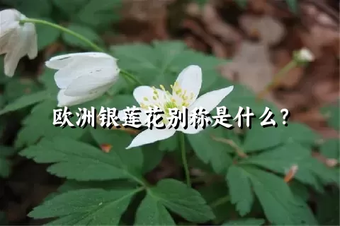 欧洲银莲花别称是什么？