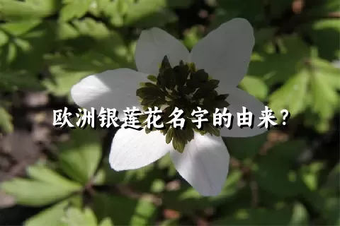 欧洲银莲花名字的由来？