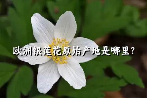 欧洲银莲花原始产地是哪里？