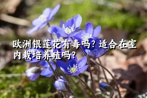 欧洲银莲花有毒吗？适合在室内栽培养殖吗？