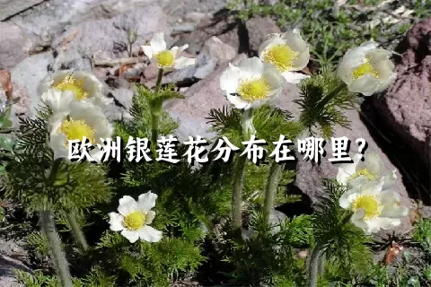 欧洲银莲花分布在哪里?