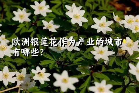 欧洲银莲花作为产业的城市有哪些？