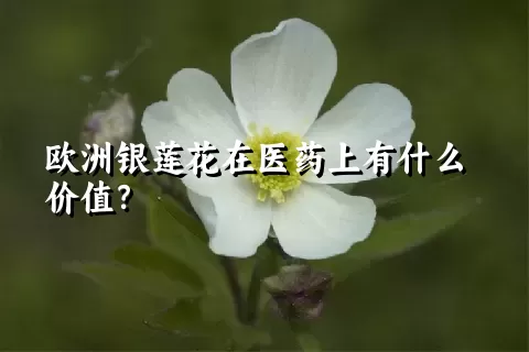 欧洲银莲花在医药上有什么价值？