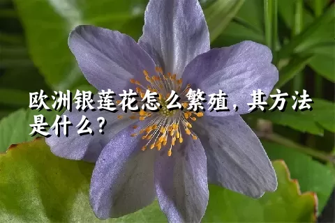 欧洲银莲花怎么繁殖，其方法是什么？