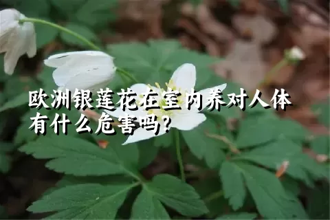 欧洲银莲花在室内养对人体有什么危害吗？