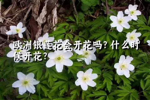 欧洲银莲花会开花吗？什么时候开花？