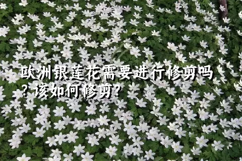 欧洲银莲花需要进行修剪吗？该如何修剪？