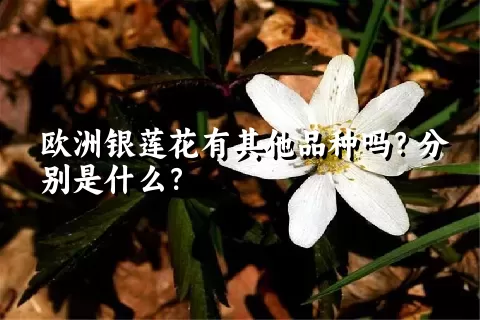 欧洲银莲花有其他品种吗？分别是什么？